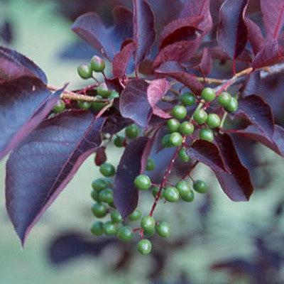 Prunus virginiana 'Canada Red' ~ Canada Red Chokecherry-ServeScape