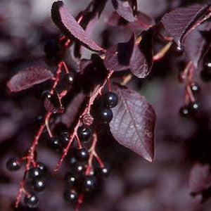 Prunus virginiana 'Canada Red' ~ Canada Red Chokecherry-ServeScape