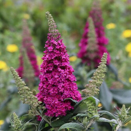 Buddleia x 'SMNBDFRI' ~ Pugster Pico Punch™ Butterfly Bush-ServeScape