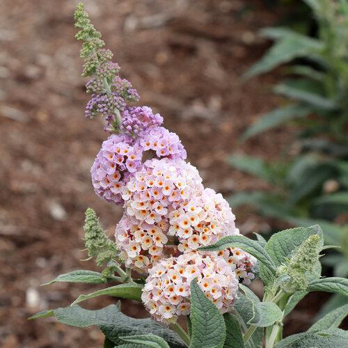Buddleia x 'SMNBWCXPP' ~ Pugster Sorbet™ Butterfly Bush-ServeScape