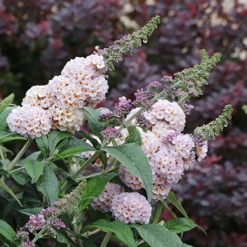 Buddleia x 'SMNBWCXPP' ~ Pugster Sorbet™ Butterfly Bush-ServeScape