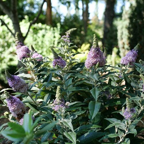 Buddleia x 'SMNBWCXPP' ~ Pugster Sorbet™ Butterfly Bush-ServeScape
