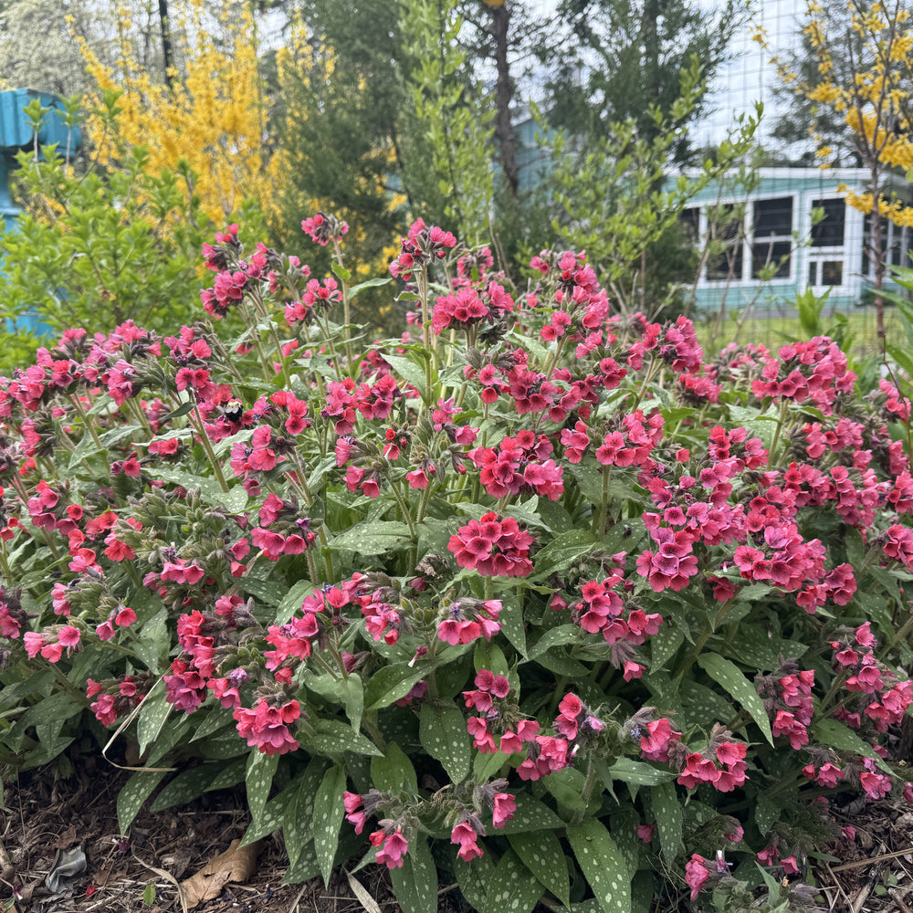Pulmonaria 'Lisa Marie' ~ Lisa Marie Lungwort-ServeScape