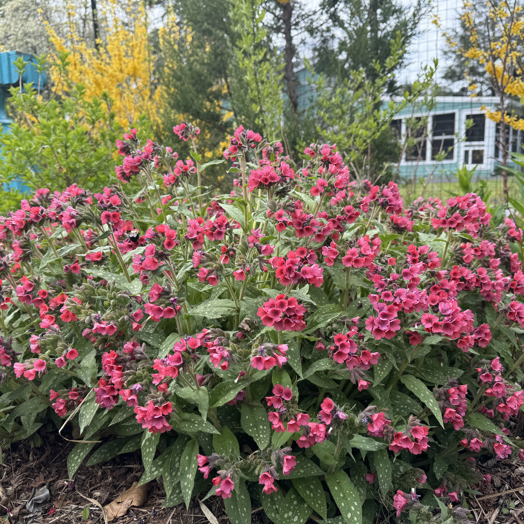 Pulmonaria 'Lisa Marie' ~ Lisa Marie Lungwort-ServeScape