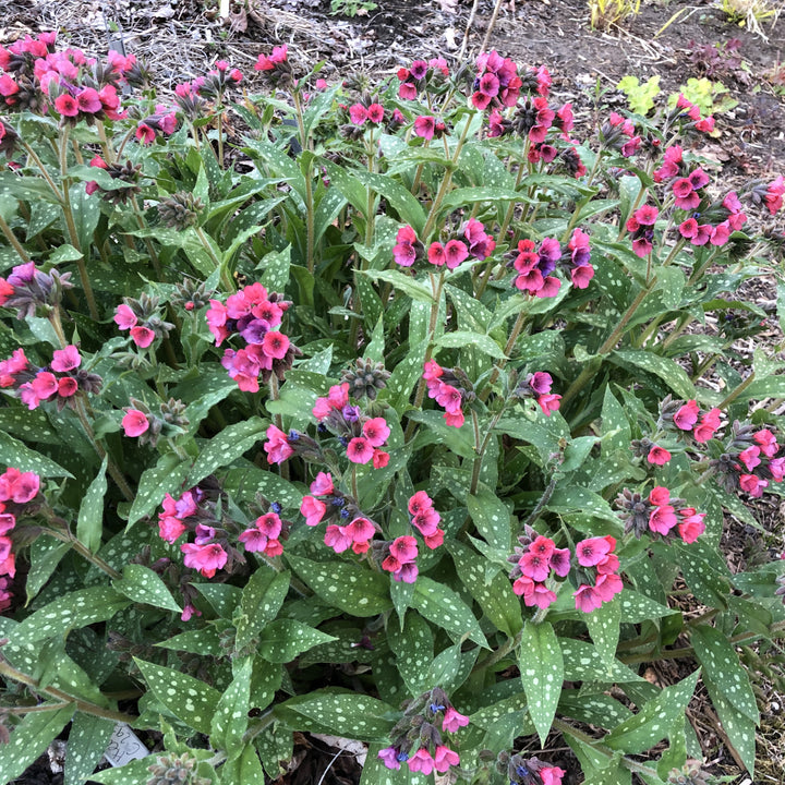 Pulmonaria 'Lisa Marie' ~ Lisa Marie Lungwort-ServeScape