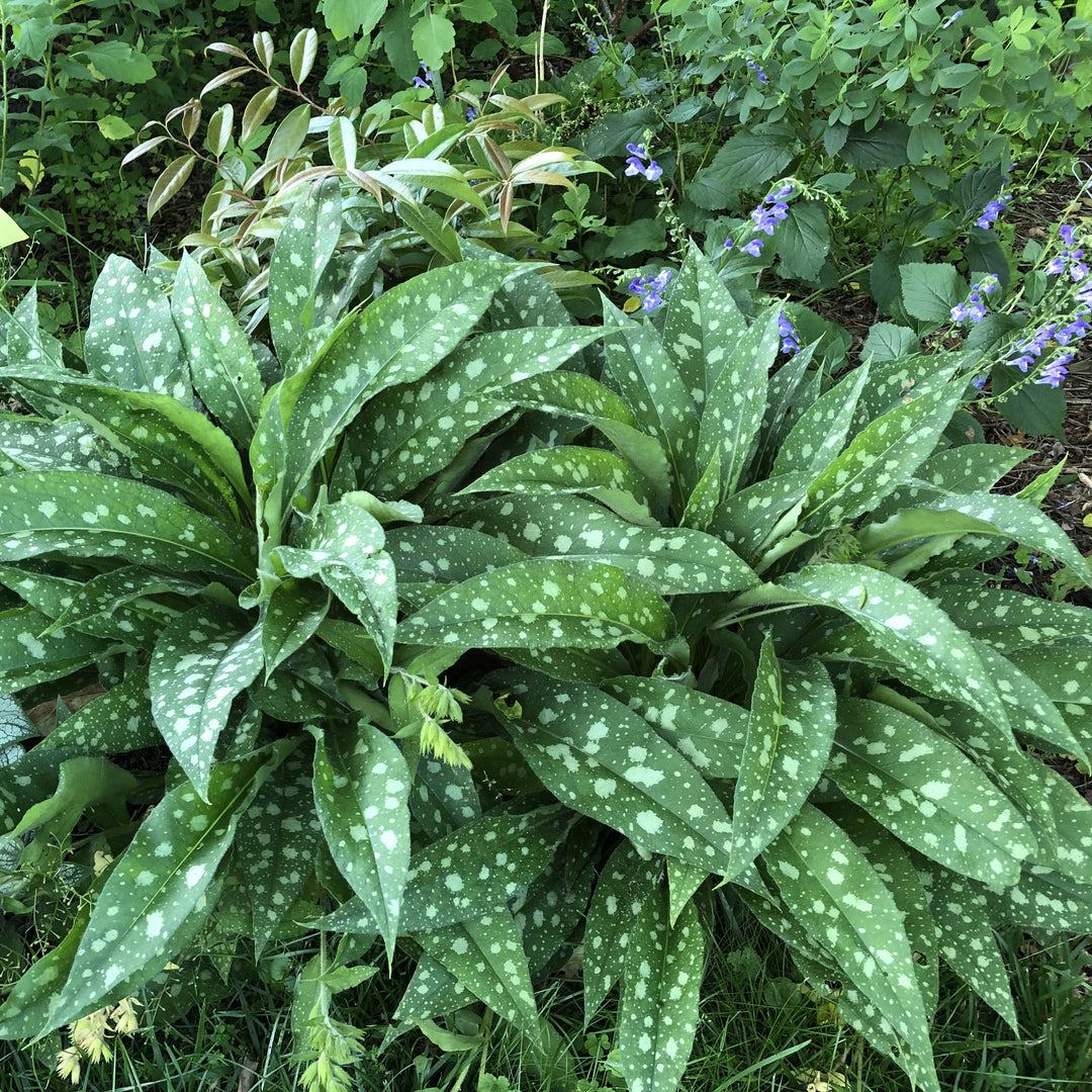 Pulmonaria 'Lisa Marie' ~ Lisa Marie Lungwort-ServeScape