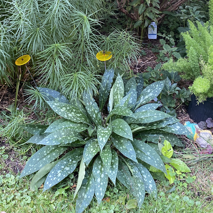 Pulmonaria 'Lisa Marie' ~ Lisa Marie Lungwort-ServeScape