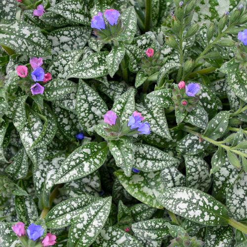 Pulmonaria 'Pink-a-Blue' ~ Pink-a-Blue Lungwort-ServeScape