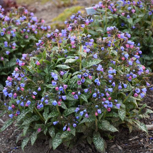 Pulmonaria 'Pink-a-Blue' ~ Pink-a-Blue Lungwort-ServeScape