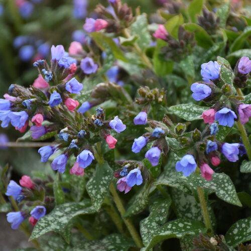 Pulmonaria 'Pink-a-Blue' ~ Pink-a-Blue Lungwort-ServeScape