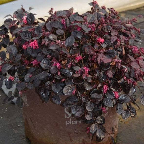 Loropetalum chinense 'Peack' PP8,441 ~ Purple Pixie® Fringe Flower-ServeScape