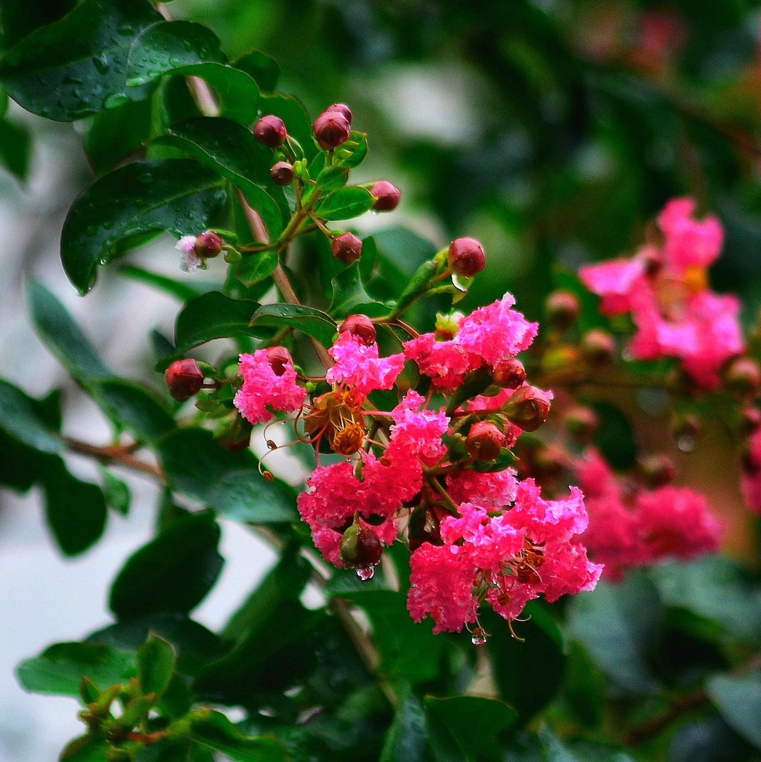 Lagerstroemia indica 'HOCH266' ~ Summerlasting™ Strawberry Crape Myrtle-ServeScape