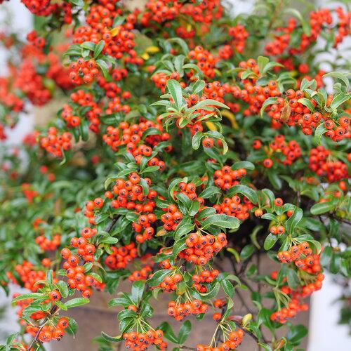 x Pyracomeles 'NCXP2' ~ Berry Box® Pyracomeles-ServeScape