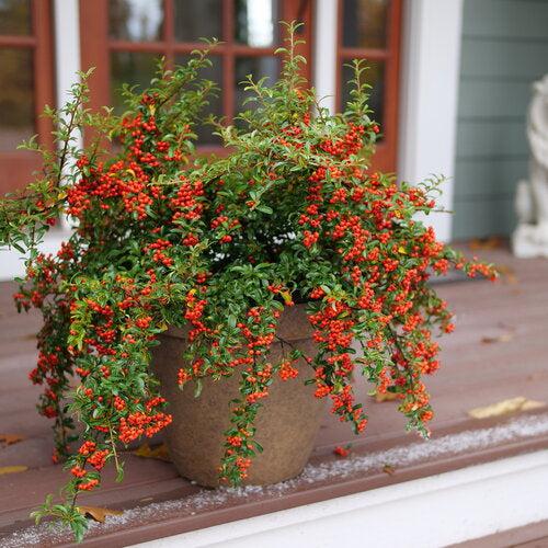 x Pyracomeles 'NCXP2' ~ Berry Box® Pyracomeles-ServeScape