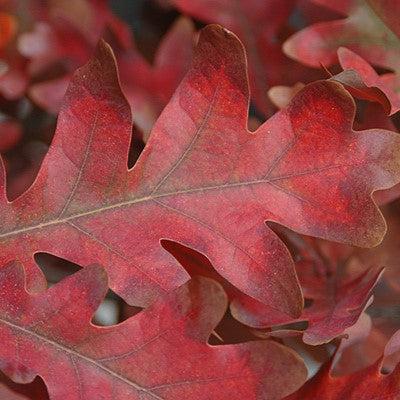 Quercus robur x alba 'Crimschmidt’ ~ Crimson Spire® Oak-ServeScape