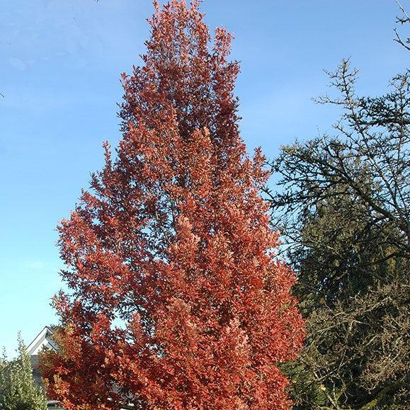 Quercus robur x alba 'Crimschmidt’ ~ Crimson Spire® Oak-ServeScape