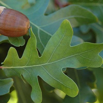 Quercus robur x alba 'Crimschmidt’ ~ Crimson Spire® Oak-ServeScape