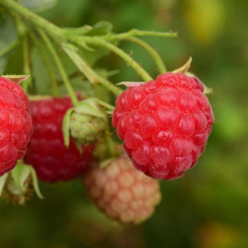 Rubus idaeus 'Meeker' ~ Meeker Raspberry-ServeScape