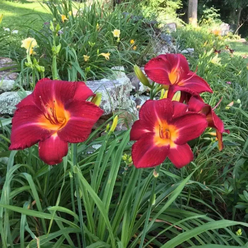 Hemerocallis 'Red Volunteer' ~ Red Volunteer Daylily-ServeScape