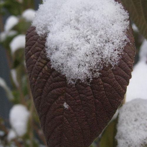 Viburnum × rhytidophylloides 'Red Balloon' ~ Red Ballon Viburnum-ServeScape