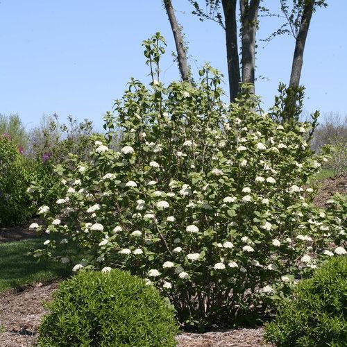 Viburnum × rhytidophylloides 'Red Balloon' ~ Red Ballon Viburnum-ServeScape