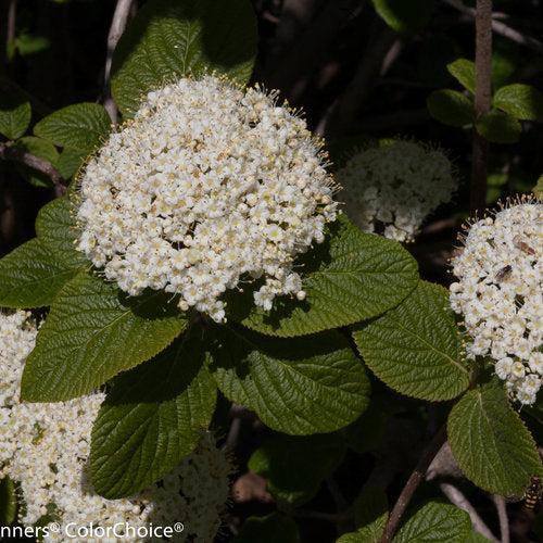 Viburnum × rhytidophylloides 'Red Balloon' ~ Red Ballon Viburnum-ServeScape