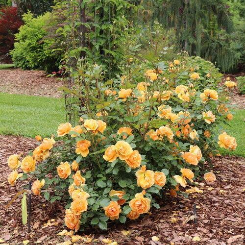 Rosa x 'CHEWARIZONA' ~ Reminiscent™ Ginger Rose-ServeScape