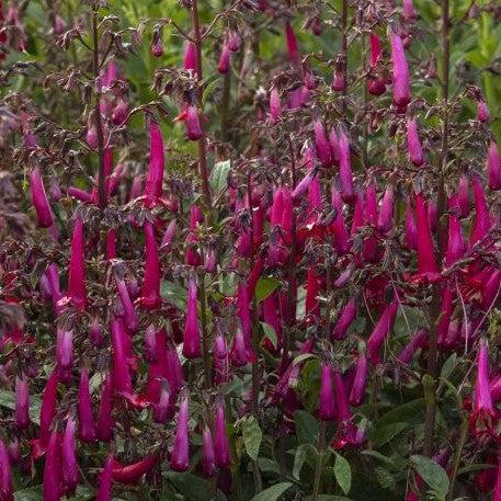 Phygelius 'TNPHYCRO' ~ Colorburst™ Rose Cape Fuchsia-ServeScape