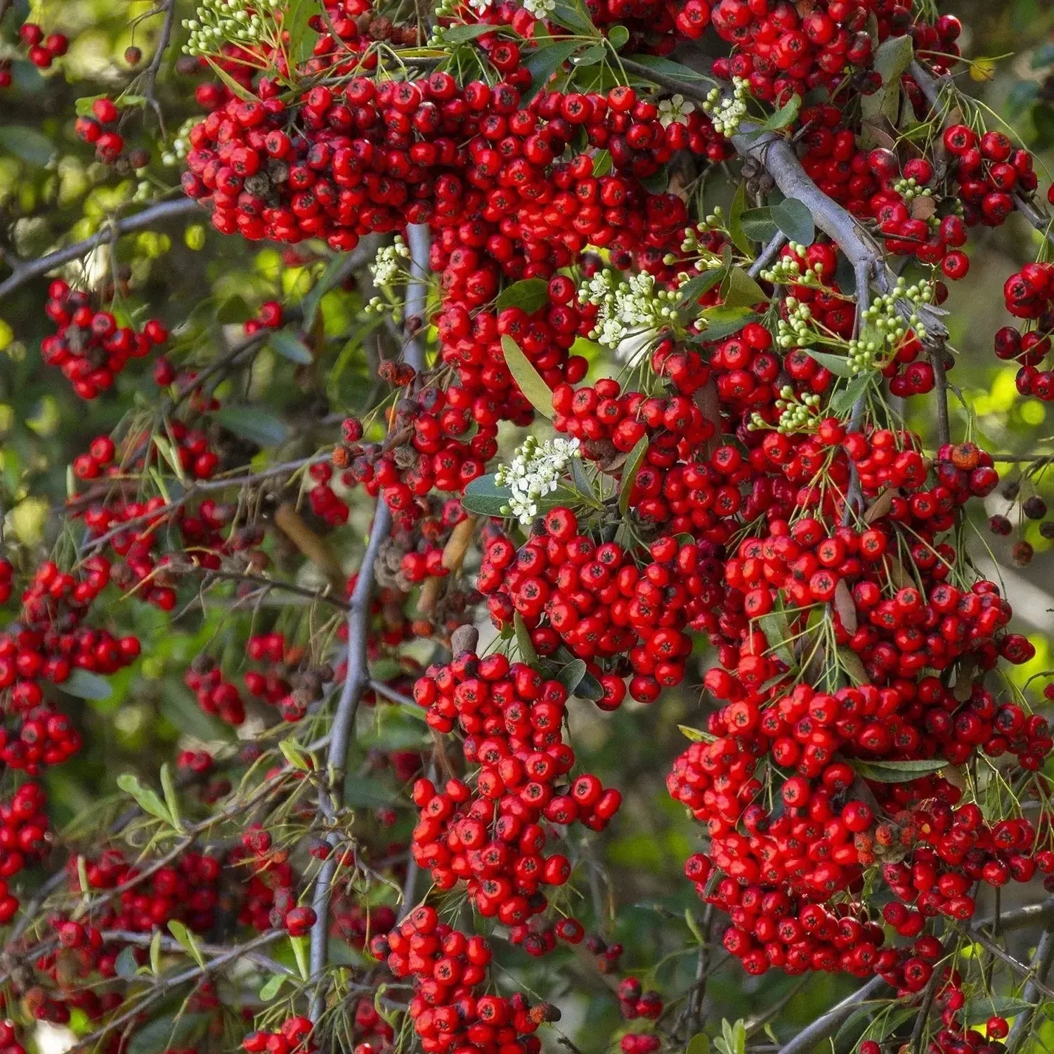 Pyracantha koidzumii 'Victory' ~ Victory Firethorn Shrub-ServeScape