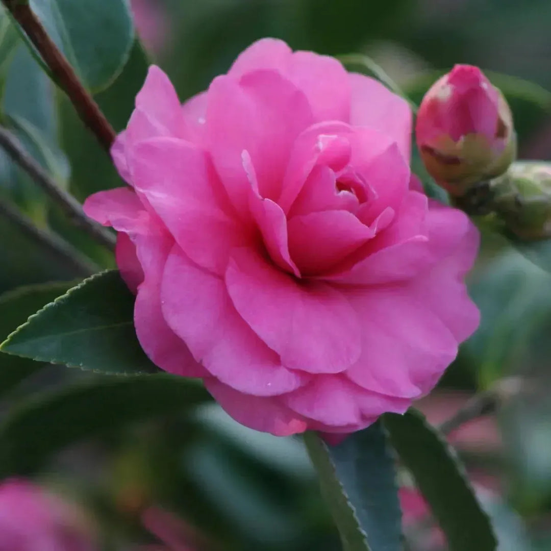 Camellia sasanqua 'Chansonette' ~ Monrovia® Chansonette Camellia-ServeScape