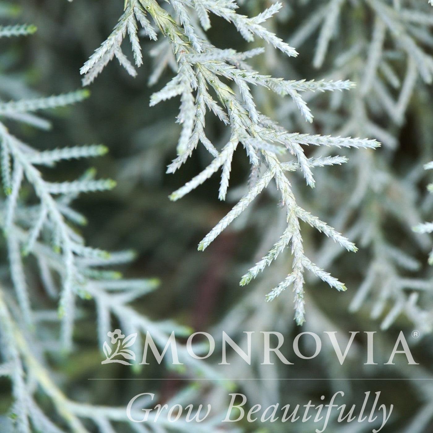 Cupressus x 'RutCup1' ~ Monrovia® Guardian® Indigo Cypress-ServeScape