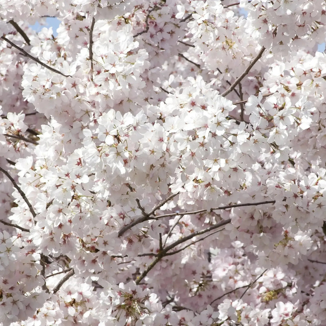 Prunus serrulata 'Shirotae' ~ Mt. Fuji Flowering Cherry-ServeScape
