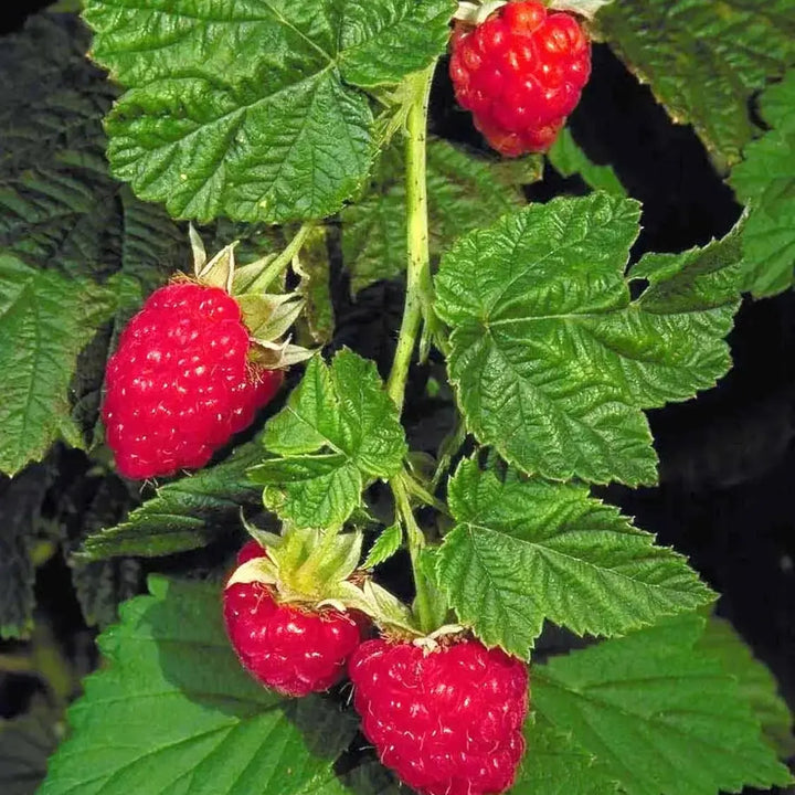 Rubus idaeus 'Canby' ~ Canby Summer-bearing Raspberry-ServeScape