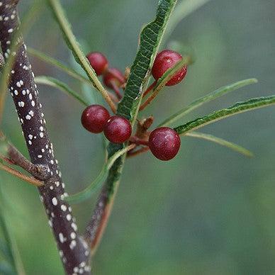 Rhamnus frangula 'Asplenifolia' ~ Fernleaf Buckthorn-ServeScape