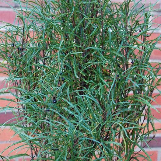 Rhamnus frangula 'Asplenifolia' ~ Fernleaf Buckthorn-ServeScape