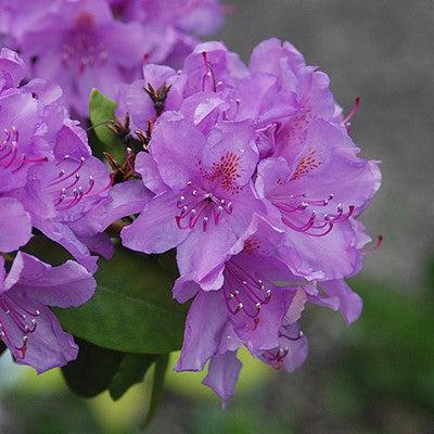Rhododendron catawbiense 'Boursault' ~ Boursault Catawba Rhododendron-ServeScape