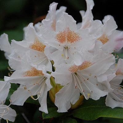 Rhododendron 'Cunningham's White' ~ Cunningham's White Rhododendron-ServeScape