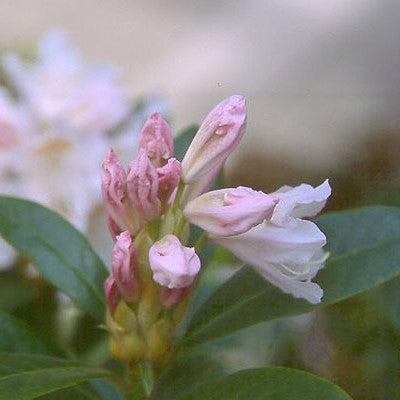 Rhododendron 'Cunningham's White' ~ Cunningham's White Rhododendron-ServeScape