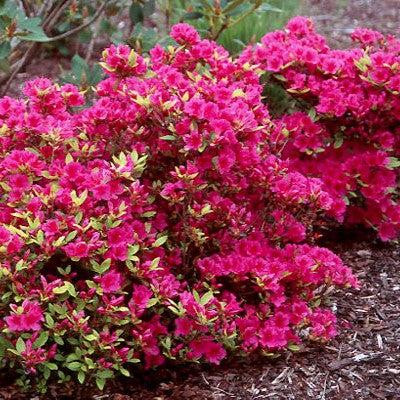 Azalea x 'Girard's Purple' ~ Girard's Purple Azalea-ServeScape