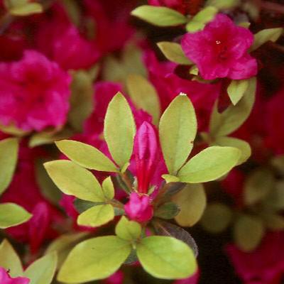 Azalea x 'Girard's Purple' ~ Girard's Purple Azalea-ServeScape