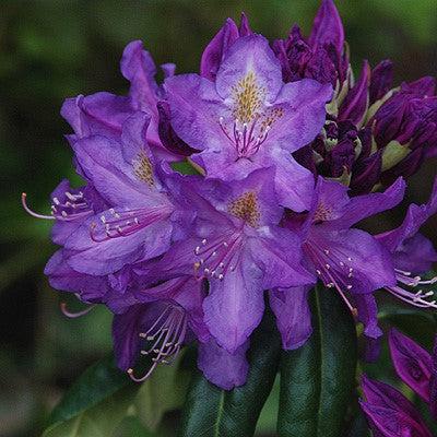 Rhododendron x 'Lee's Dark Purple' ~ Lee's Dark Purple Rhododendron-ServeScape