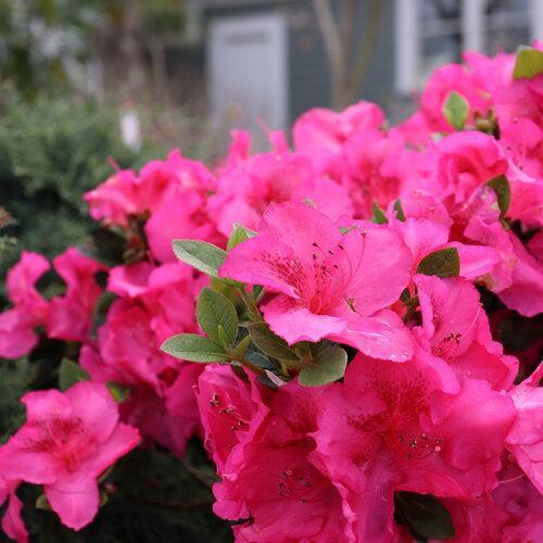 Rhododendron x 'NCRX9' ~ PW® Perfecto Mundo® Epic Pink Azalea-ServeScape