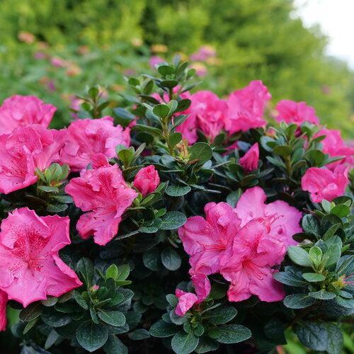 Rhododendron x 'NCRX9' ~ PW® Perfecto Mundo® Epic Pink Azalea-ServeScape