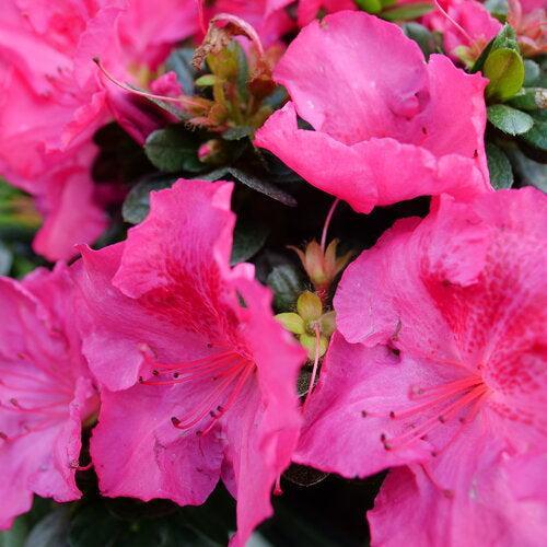 Rhododendron x 'NCRX9' ~ PW® Perfecto Mundo® Epic Pink Azalea-ServeScape