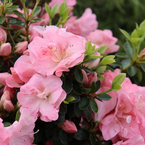 Rhododendron x 'NCRX11' ~ PW® Perfecto Mundo® Pink Azalea-ServeScape