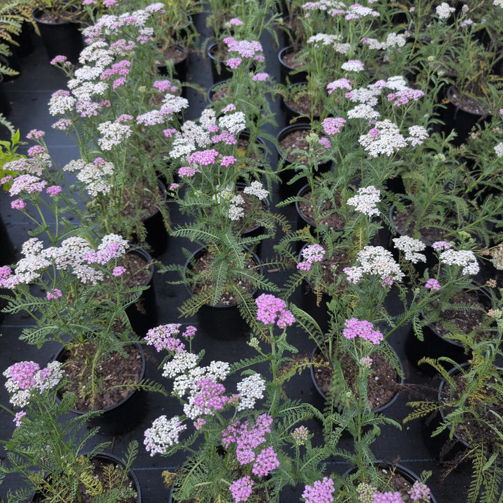 Achillea millefolium 'Oertel's Rose' ~ Oertel's Rose Yarrow-ServeScape