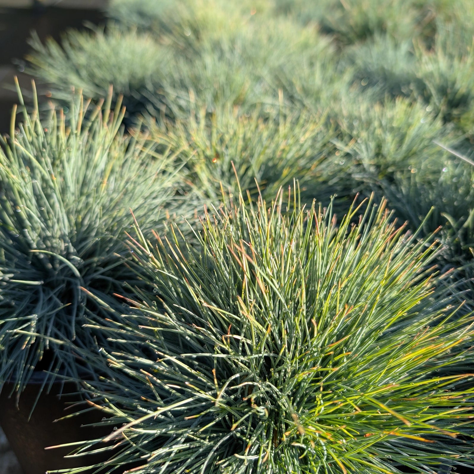 Festuca glauca 'Elijah Blue' ~ Blue Fescue-ServeScape