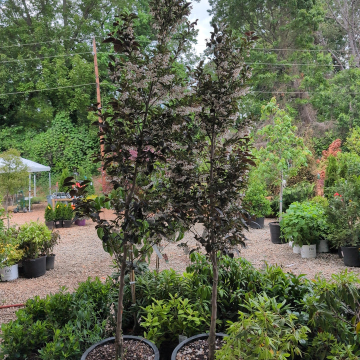 Styrax japonicus ~ Japanese Snowbell-ServeScape