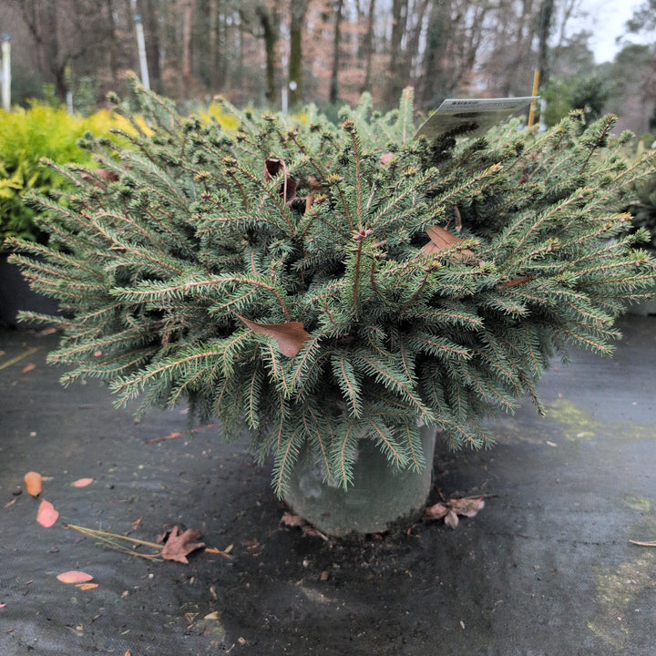 Picea abies 'Nidiformis' ~ Bird's Nest Spruce-ServeScape