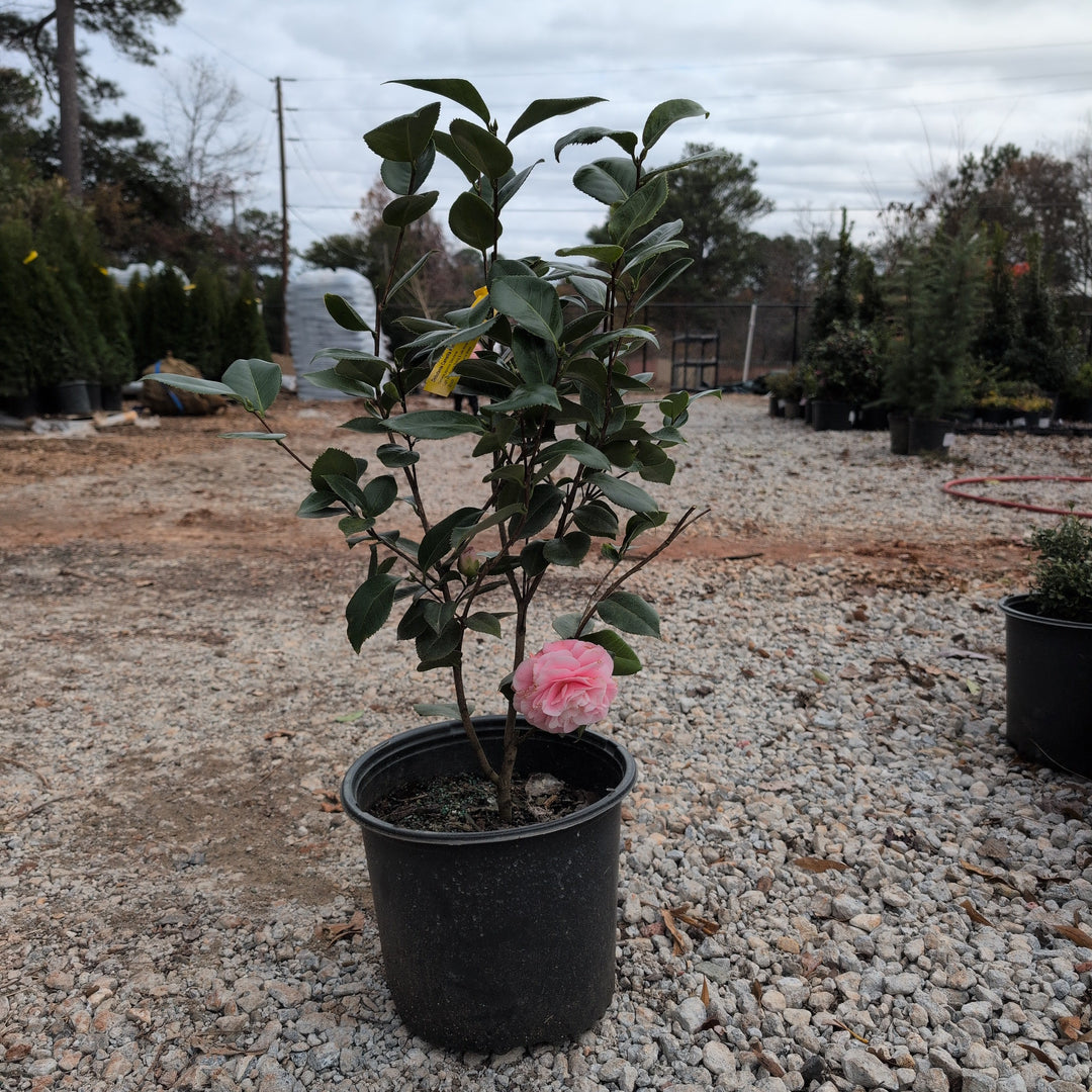 Camellia japonica 'Debutante' ~ Debutante Camellia-ServeScape